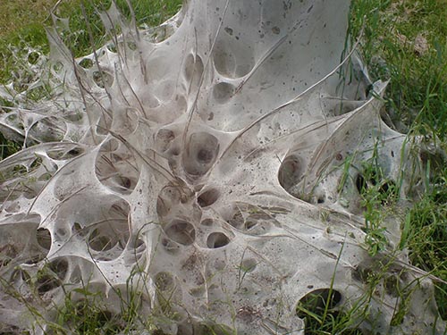 web tree#
