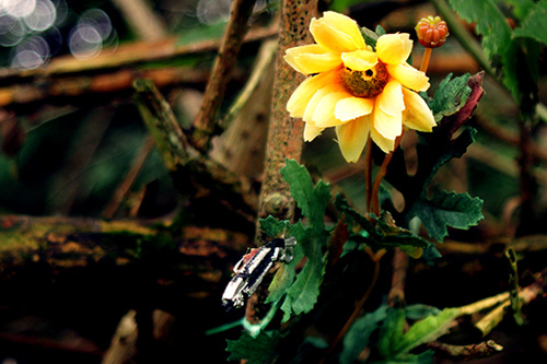 flusquil #04