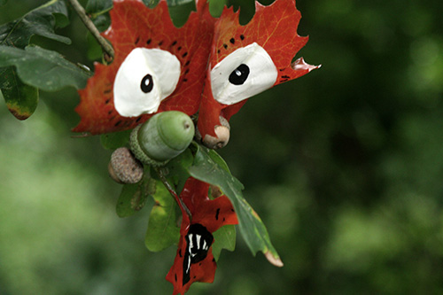 flusquil 09