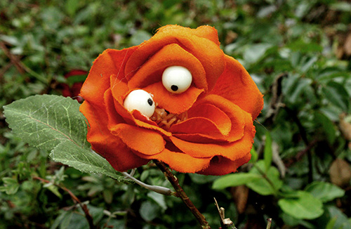 flusquil 13