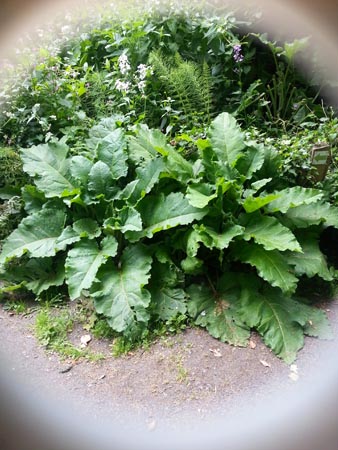 plant