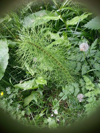 horsetail