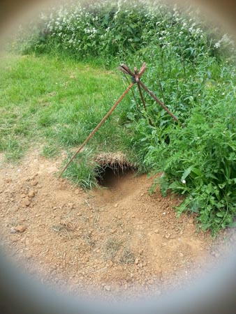 plant