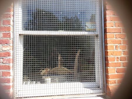 window
