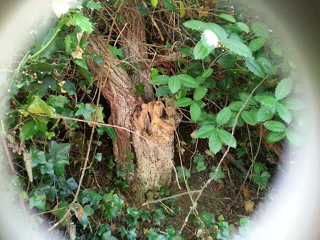 stump and feather