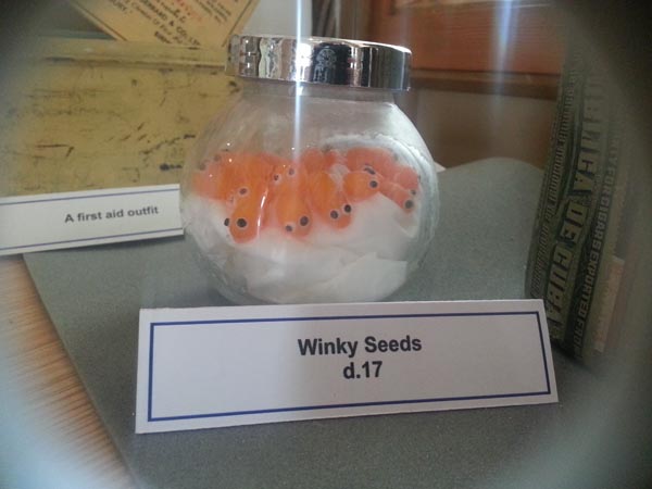 winky seeds