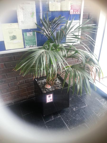 pot far