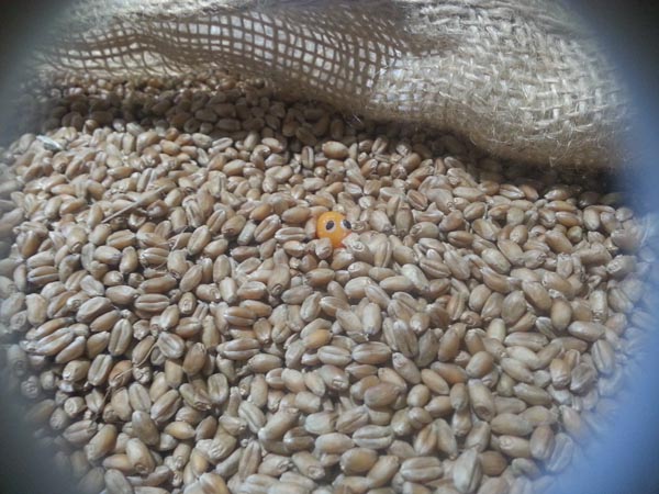 mountlet in grain